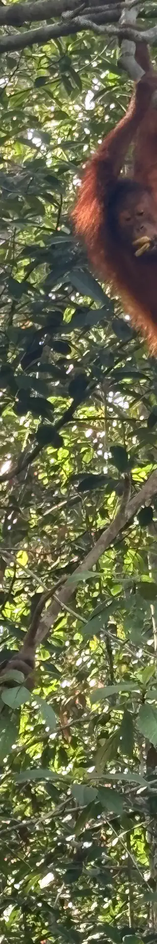 Orang-Utans hautnah – Semenggoh Wildlife Center